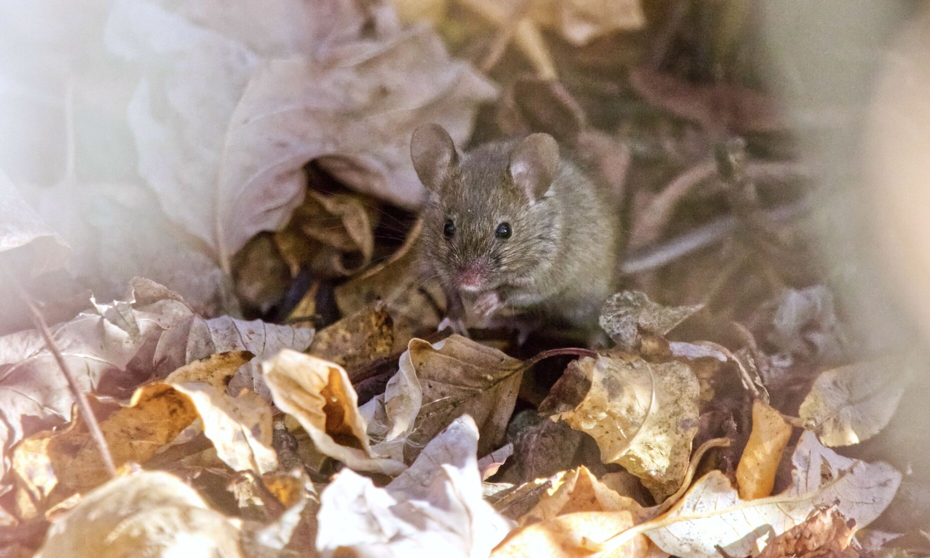 7 Fall Home Maintenance Tasks That Keep Pests Out All Winter